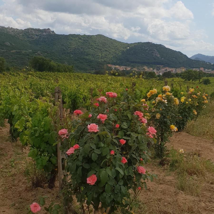 Agriturismo Vermentino Monti Extérieur photo